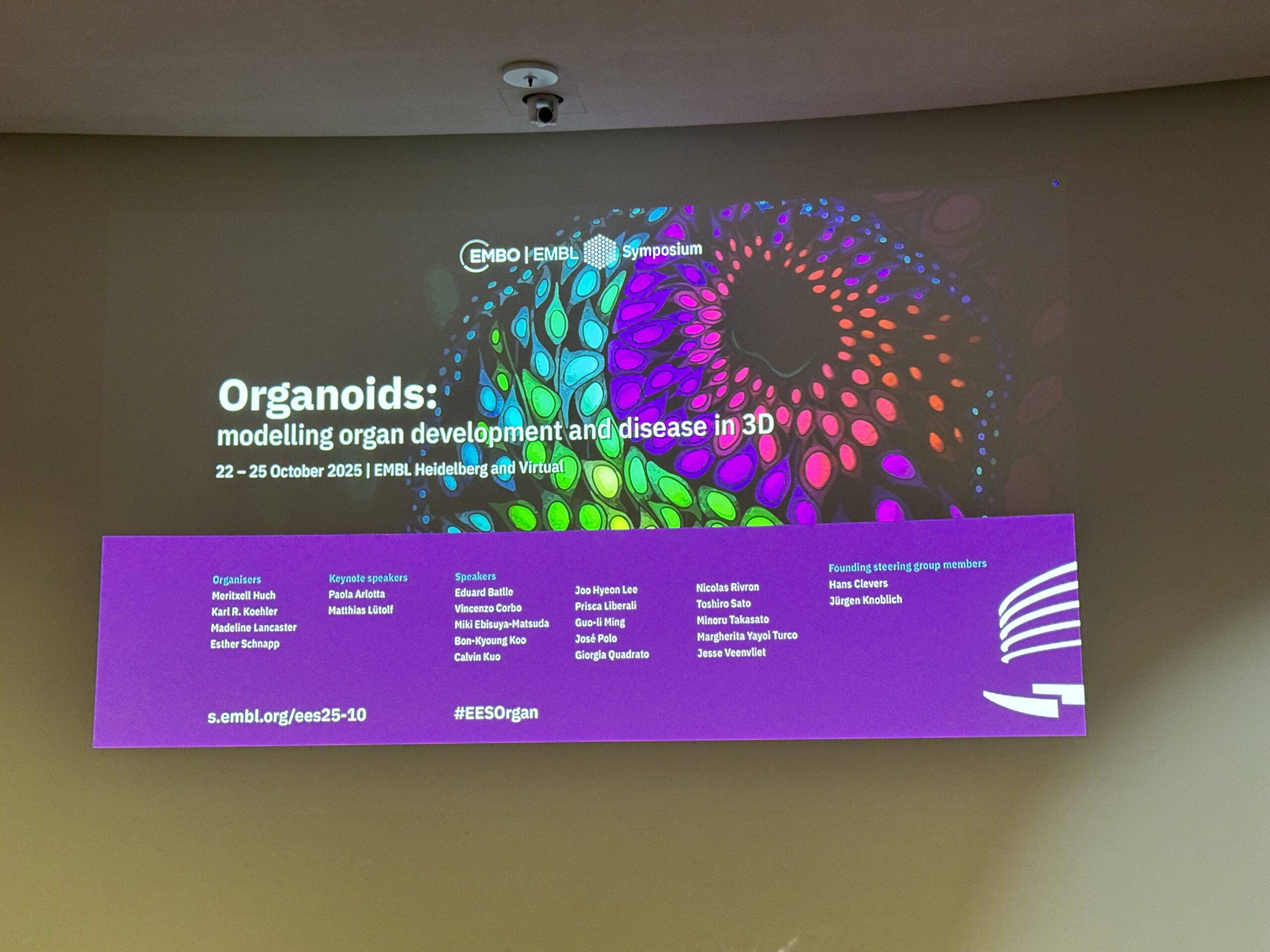 EMBL_Organoids_Son
